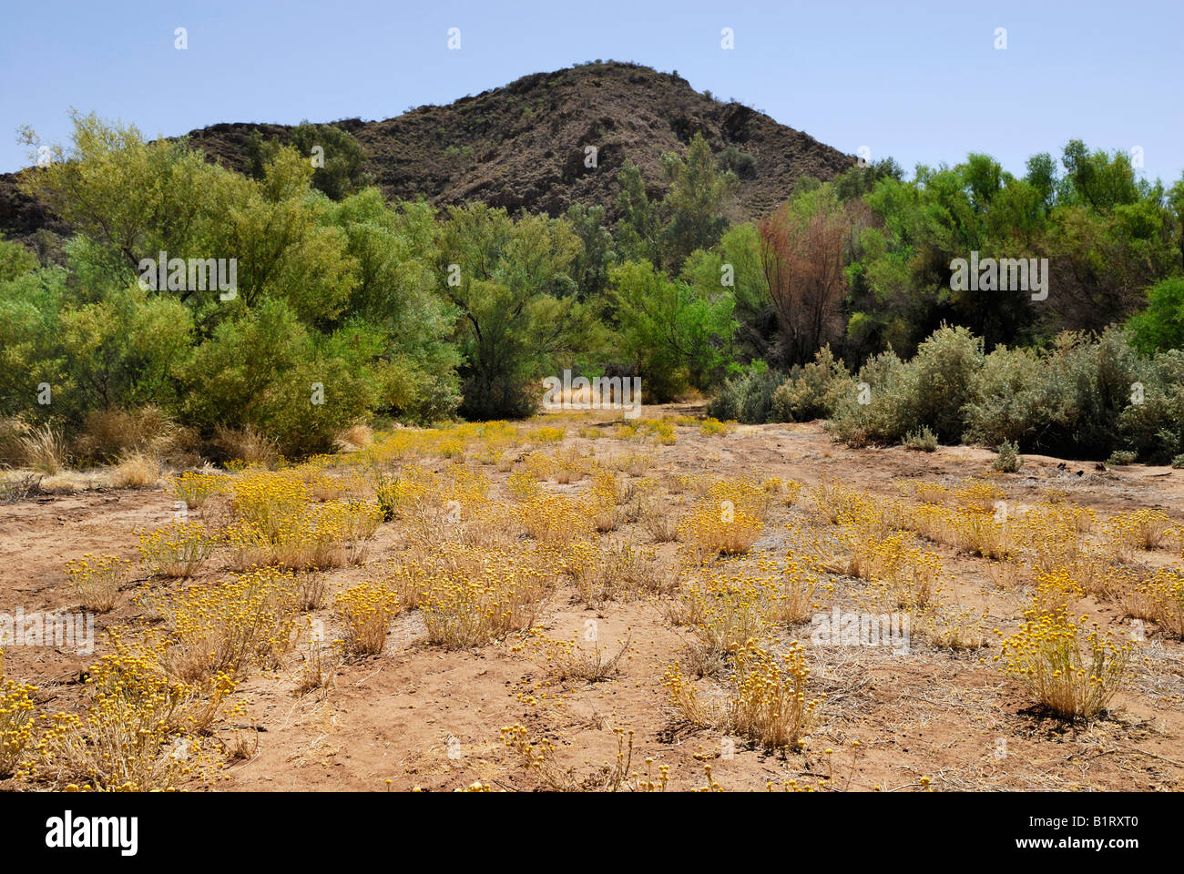 Billy Buttons or Drumsticks (Craspedia globosa) in bloom, East MacDonnell Ranges, Northern Territory, Australia Stock Photo