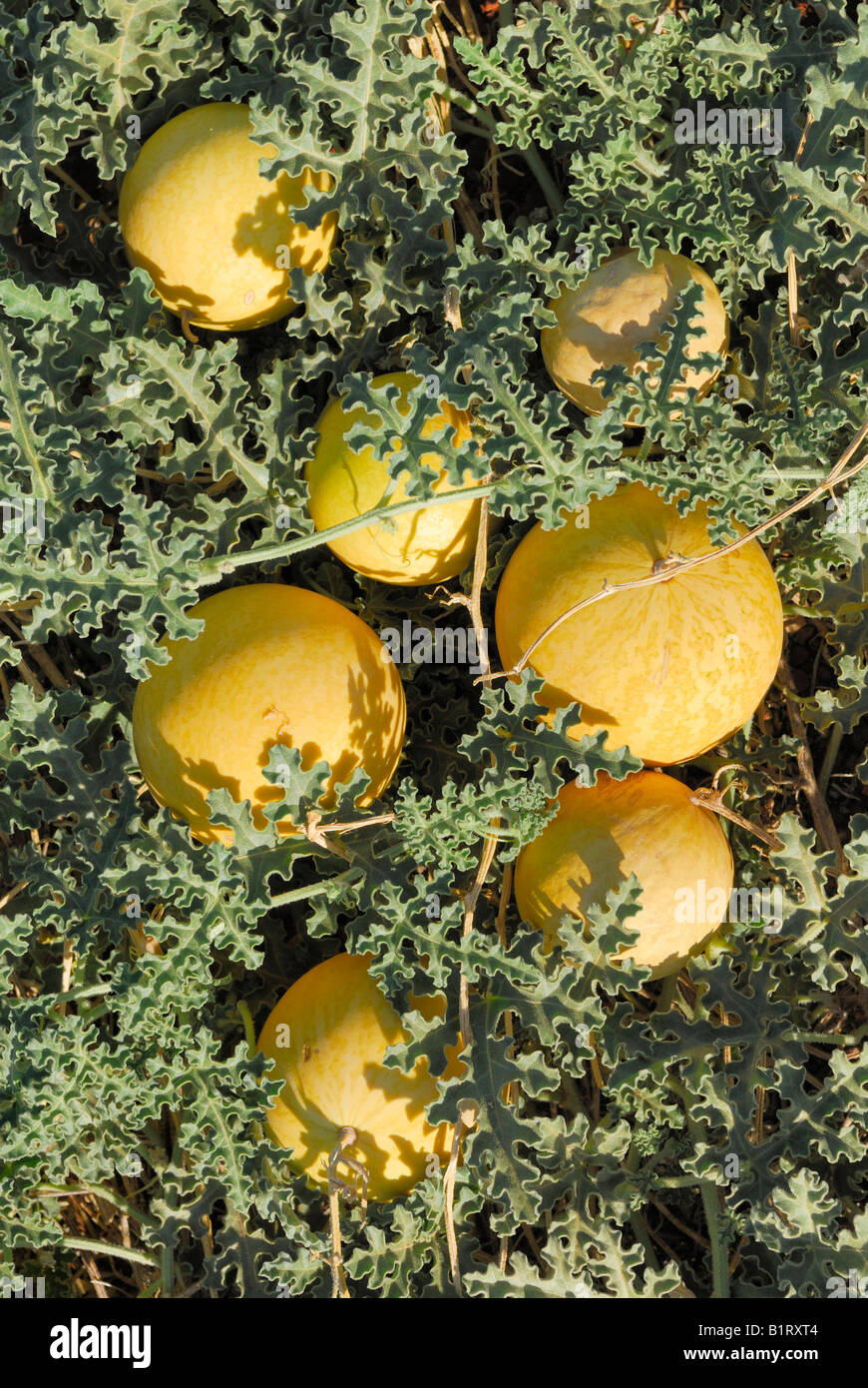 Colocynths or Bitter Apples (Citrullus colocynthis), Western Australia, Australia Stock Photo