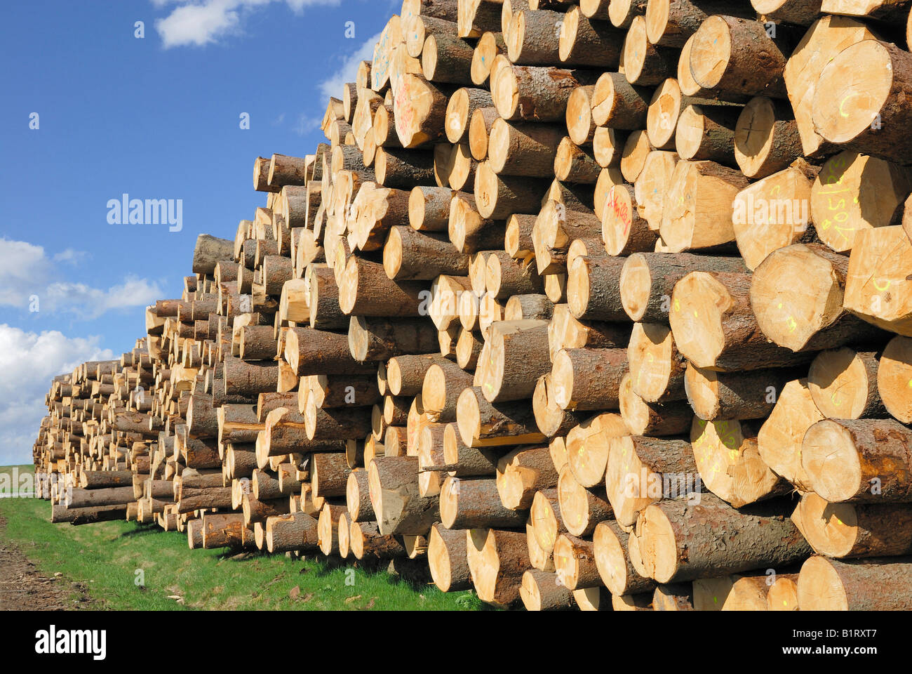 Stacked spruce trunks, logs, lumberyard near Viechtach, Bayerischer Wald, Bavarian Forest, Lower Bavaria, Germany Stock Photo