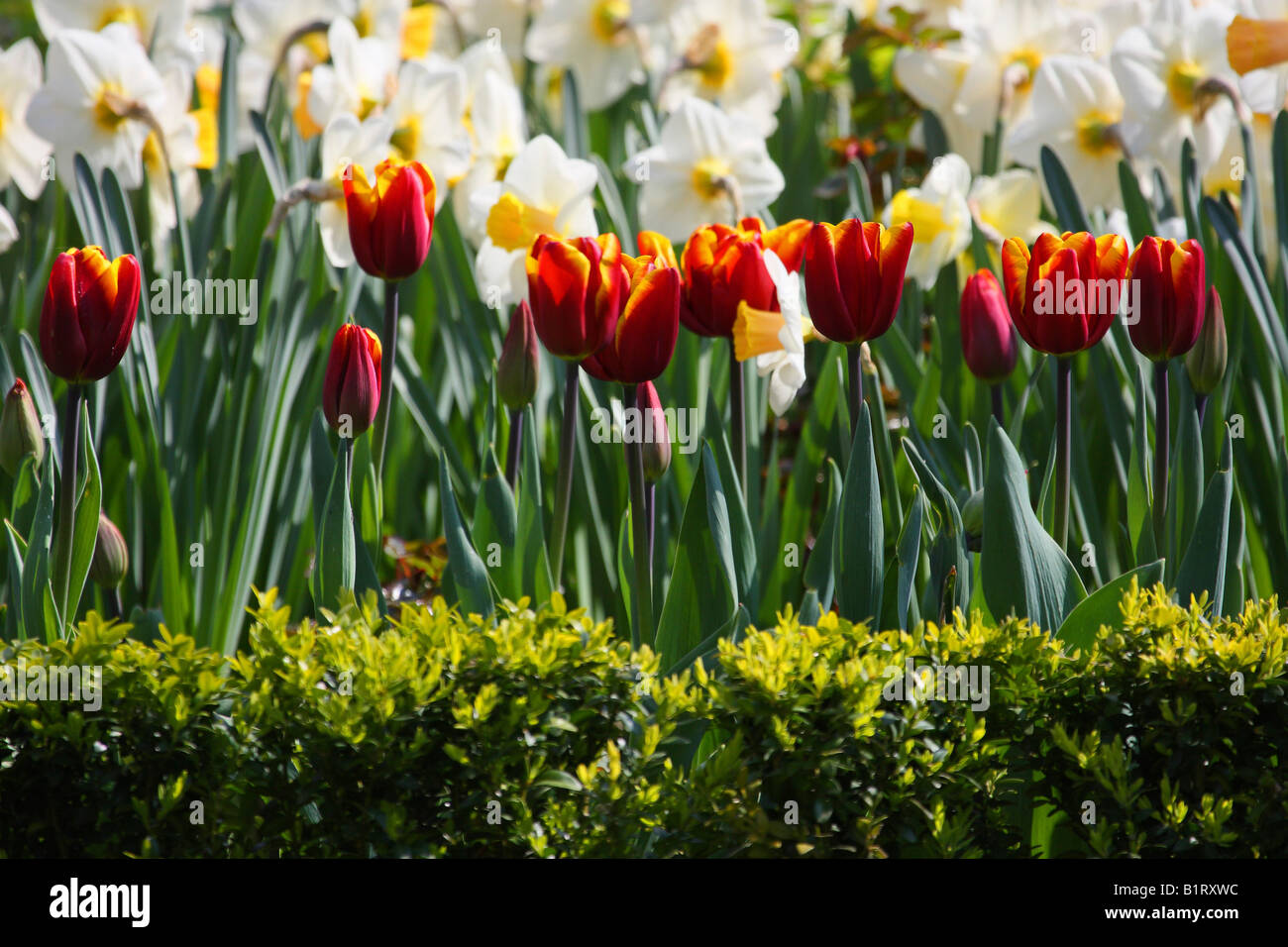 Orange tulips (Tulipa) and daffodils (Narcissus) with a green hedge in front Stock Photo