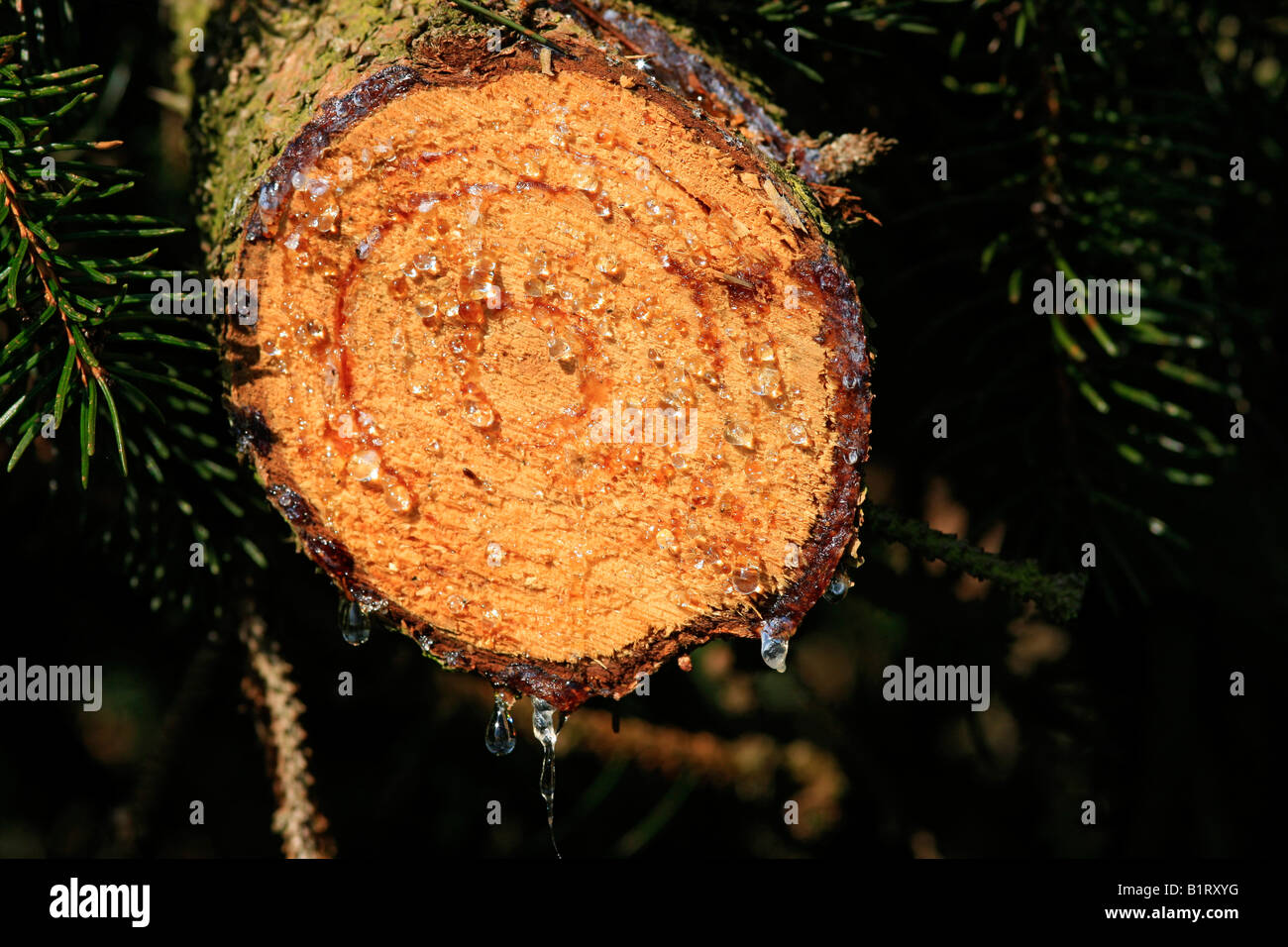 Resin, tree resin on the cut surface of a Norway Spruce (Picea abies