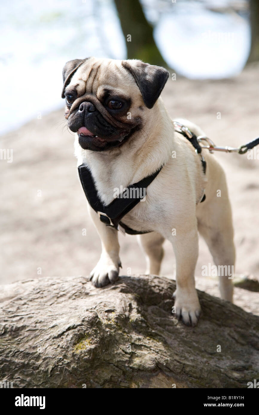 Young pug standing on a rock Stock Photo Alamy