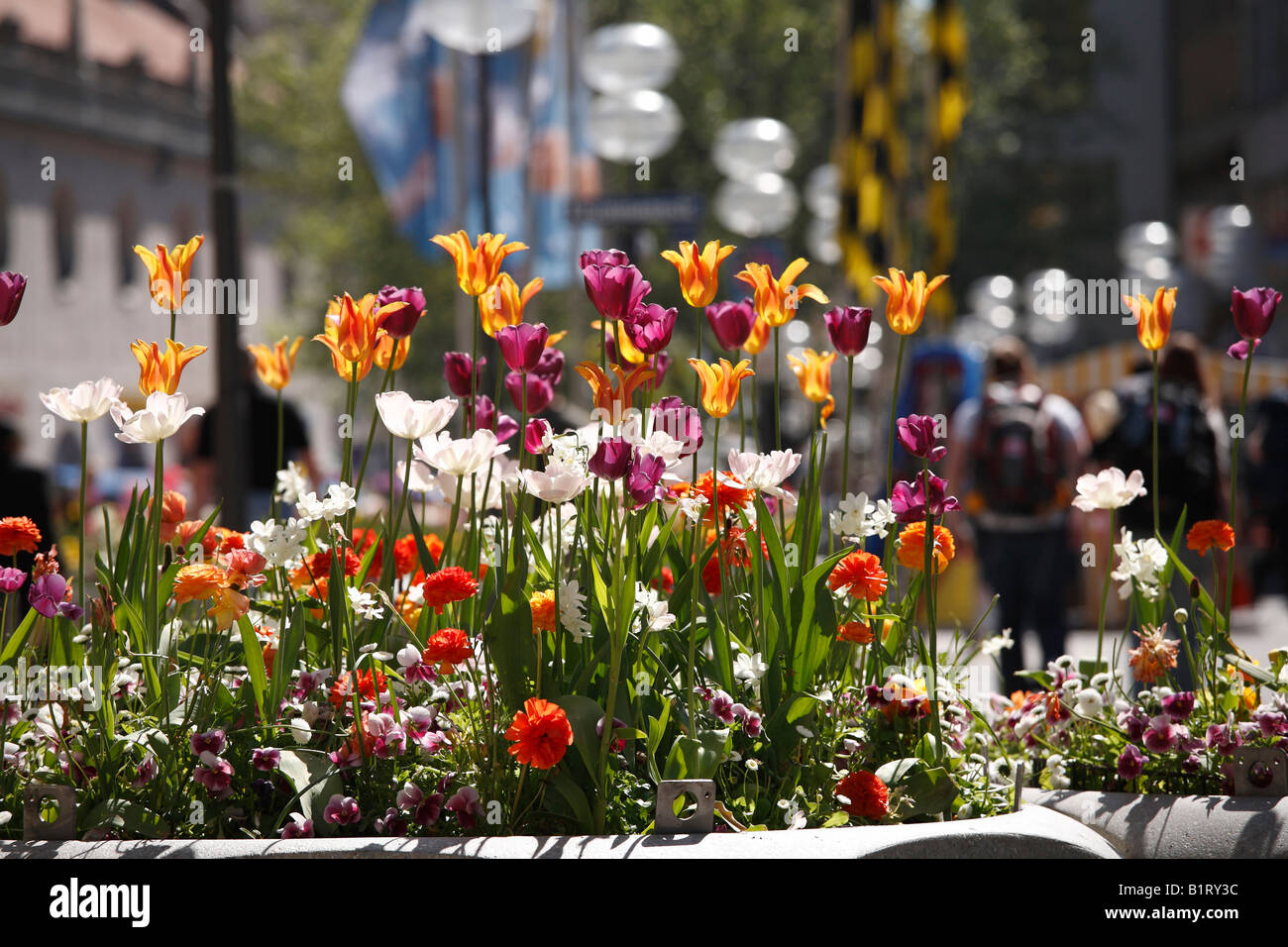Spring flowers in pedestrian area, Neuhauser Strasse, Munich, Upper Bavaria, Germany, Europe Stock Photo