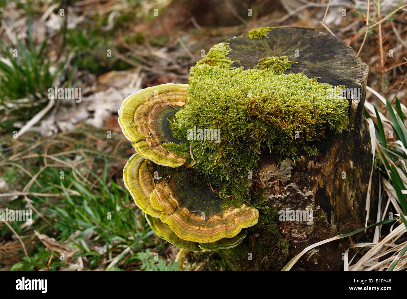 Tree fungus on a tree stump, Lange Rhoen, Lower Franconia, Bavaria, Germany, Europe Stock Photo