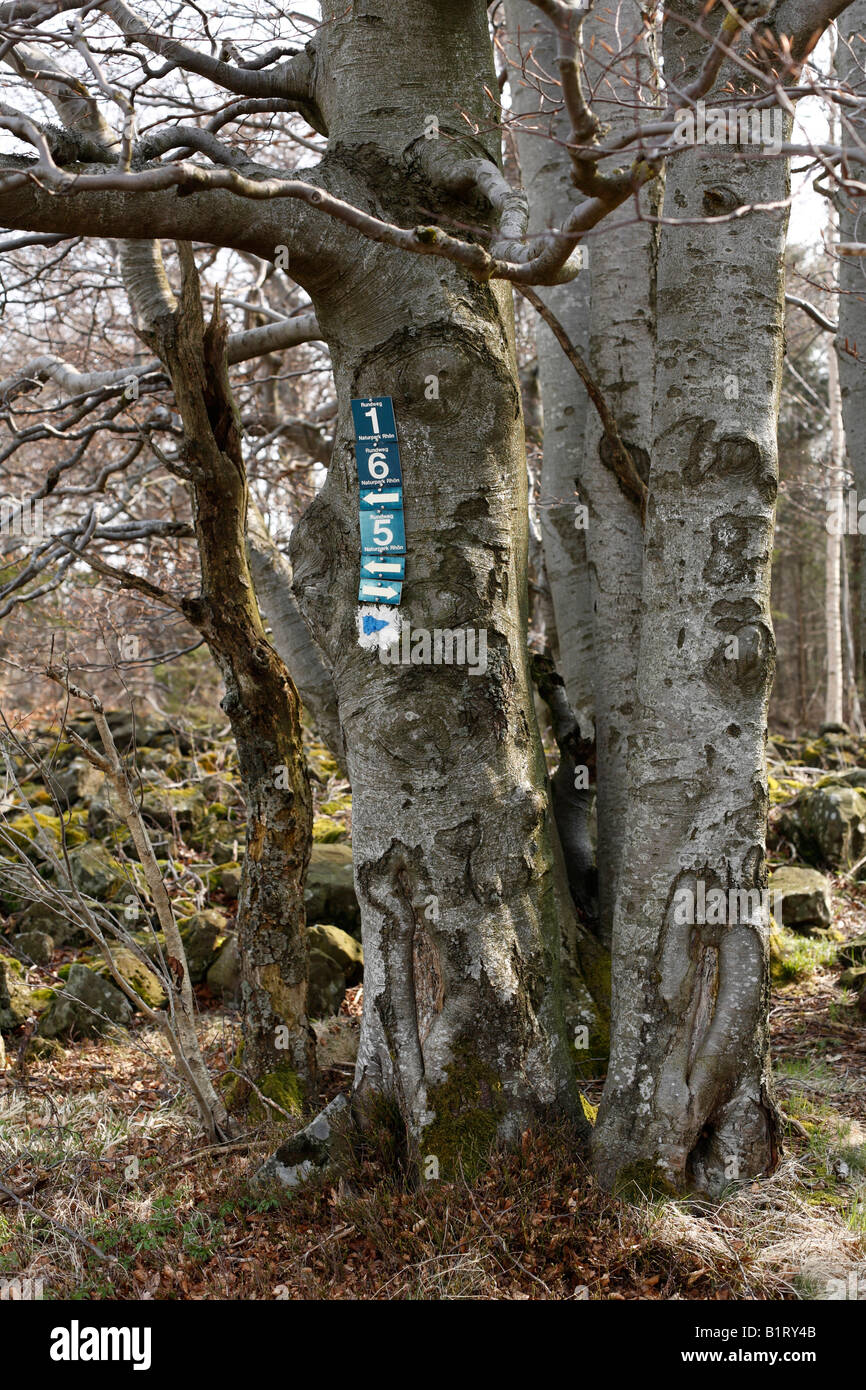 Hiking trail signs on an old beech tree (Fagus), Lange Rhoen, Lower Franconia, Bavaria, Germany, Europe Stock Photo