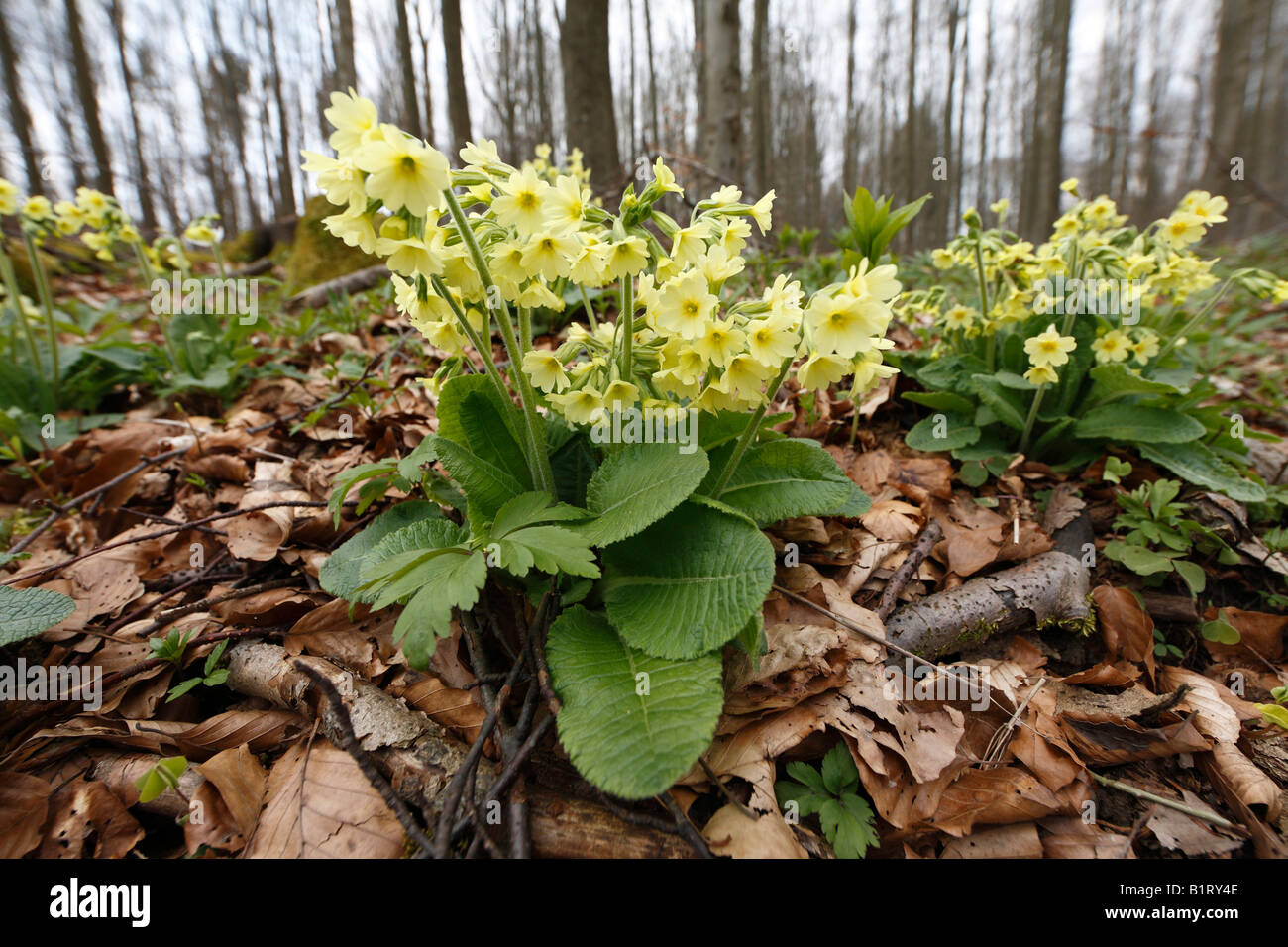 Oxlip or True Oxlip (Primula elatior), Lange Rhoen, Lower Franconia, Bavaria, Germany, Europe Stock Photo