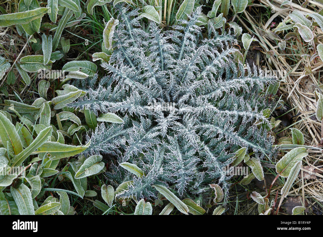 Thistle covered with white frost, Lange Rhoen, Lower Franconia, Bavaria, Germany, Europe Stock Photo