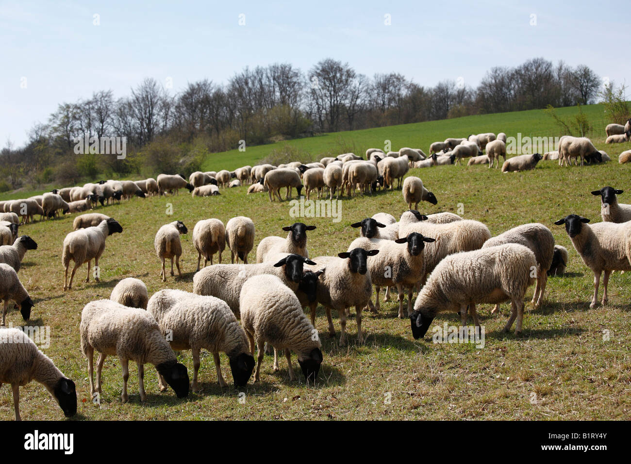 Flock of sheep, black-headed Rhoen Mountain Sheep, (Ovis ammon f. aries), Lange Rhoen, Lower Franconia, Bavaria, Germany, Europe Stock Photo