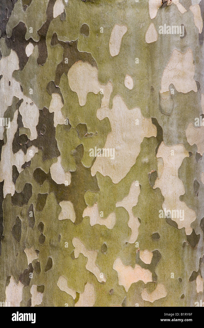 Plane, Sycamore bark (Platanus acerifolia) Stock Photo