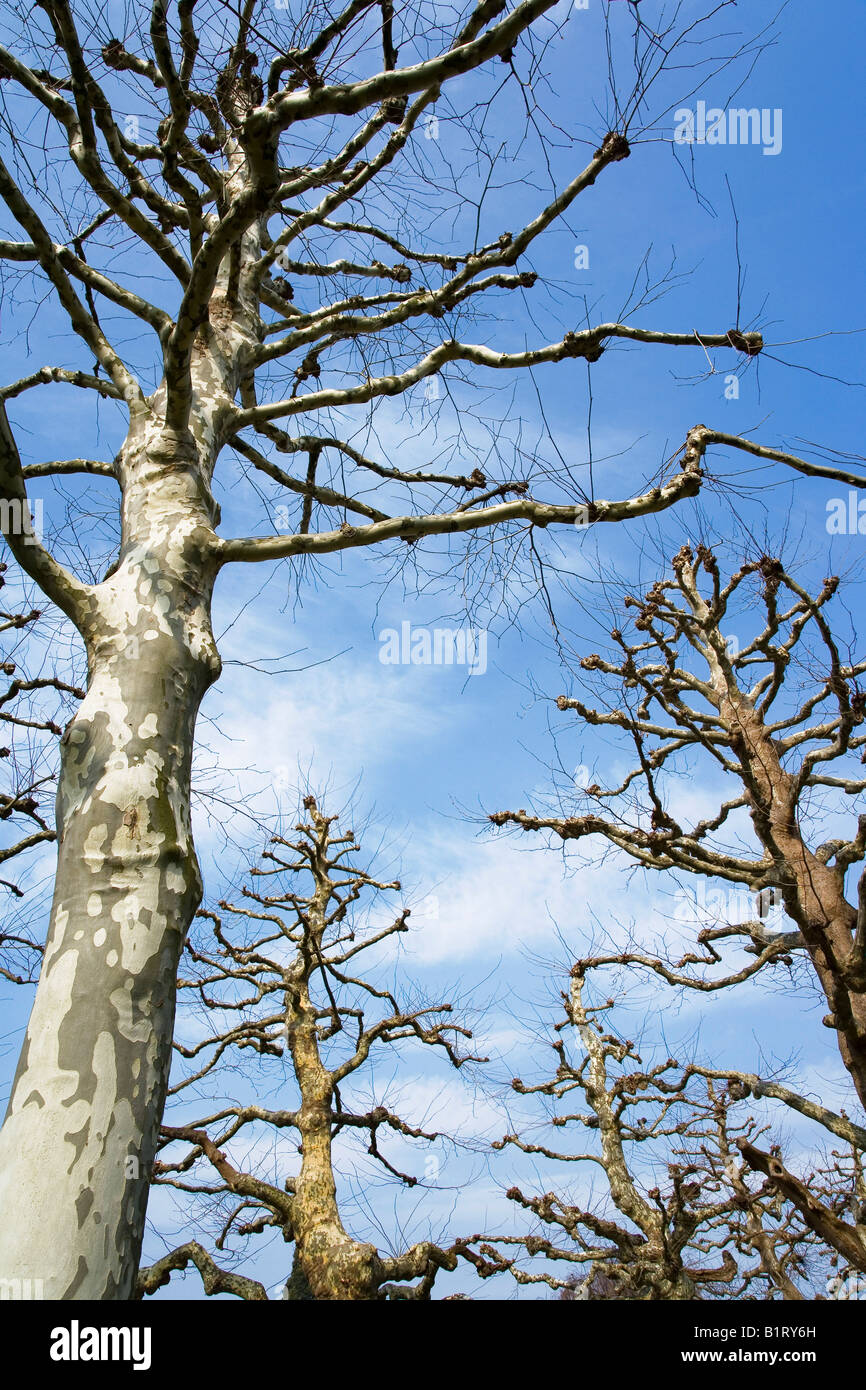 Plane or Sycamore Trees (Platanus acerifolia) Stock Photo