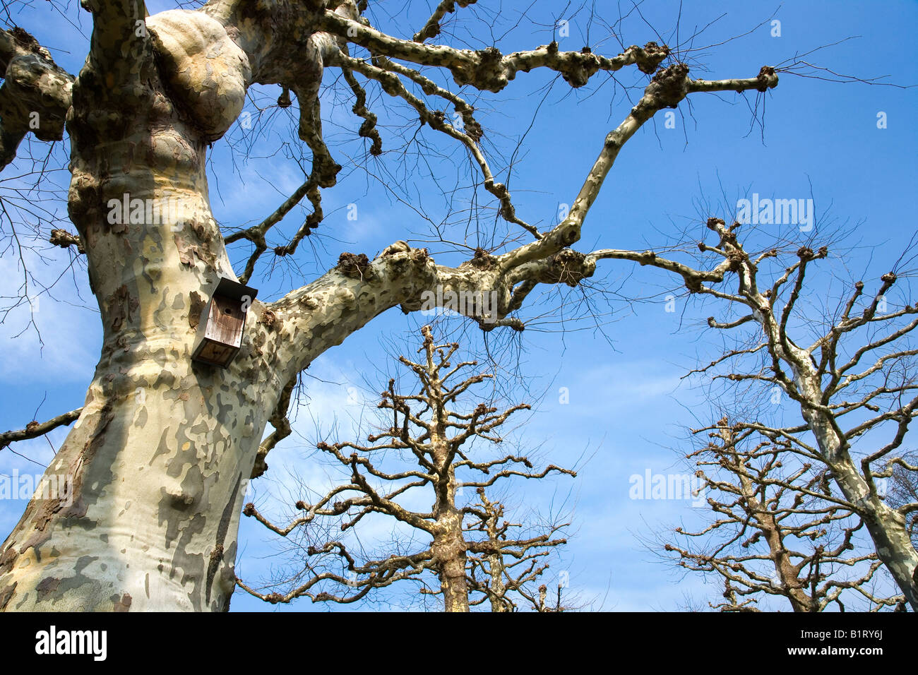 Plane or Sycamore Trees (Platanus acerifolia) with birdhouse Stock Photo