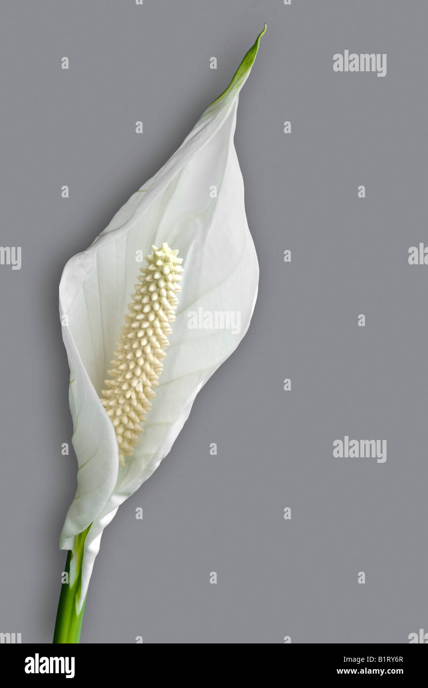 Spath or Peace Lily (Spathiphyllum) Stock Photo