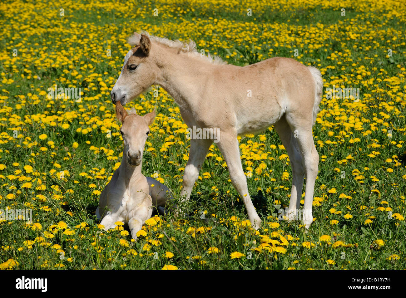 Two Haflinger (Equus caballus) foals Stock Photo