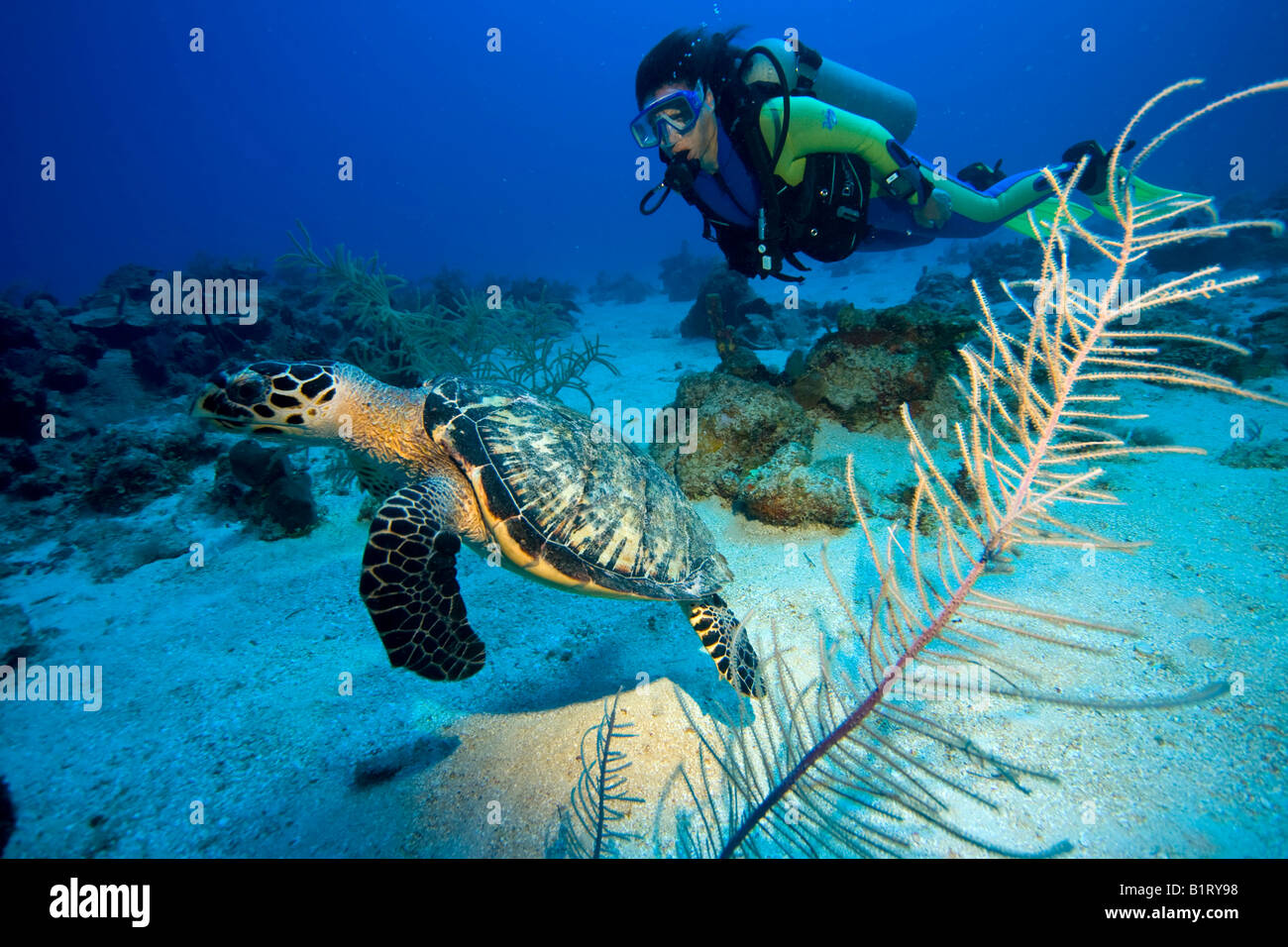 Hawksbill Turtle (Eretmochelys imbricata) and scuba diver, Caribbean, Honduras, Central America Stock Photo