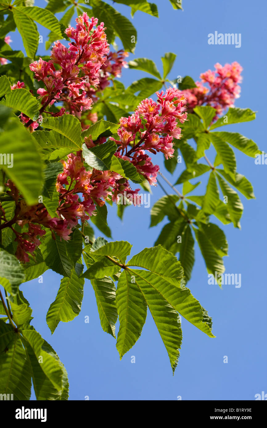 Blossoming Red Horse Chestnut, Buckeye (Aesculus carnea), Germany, Europe Stock Photo