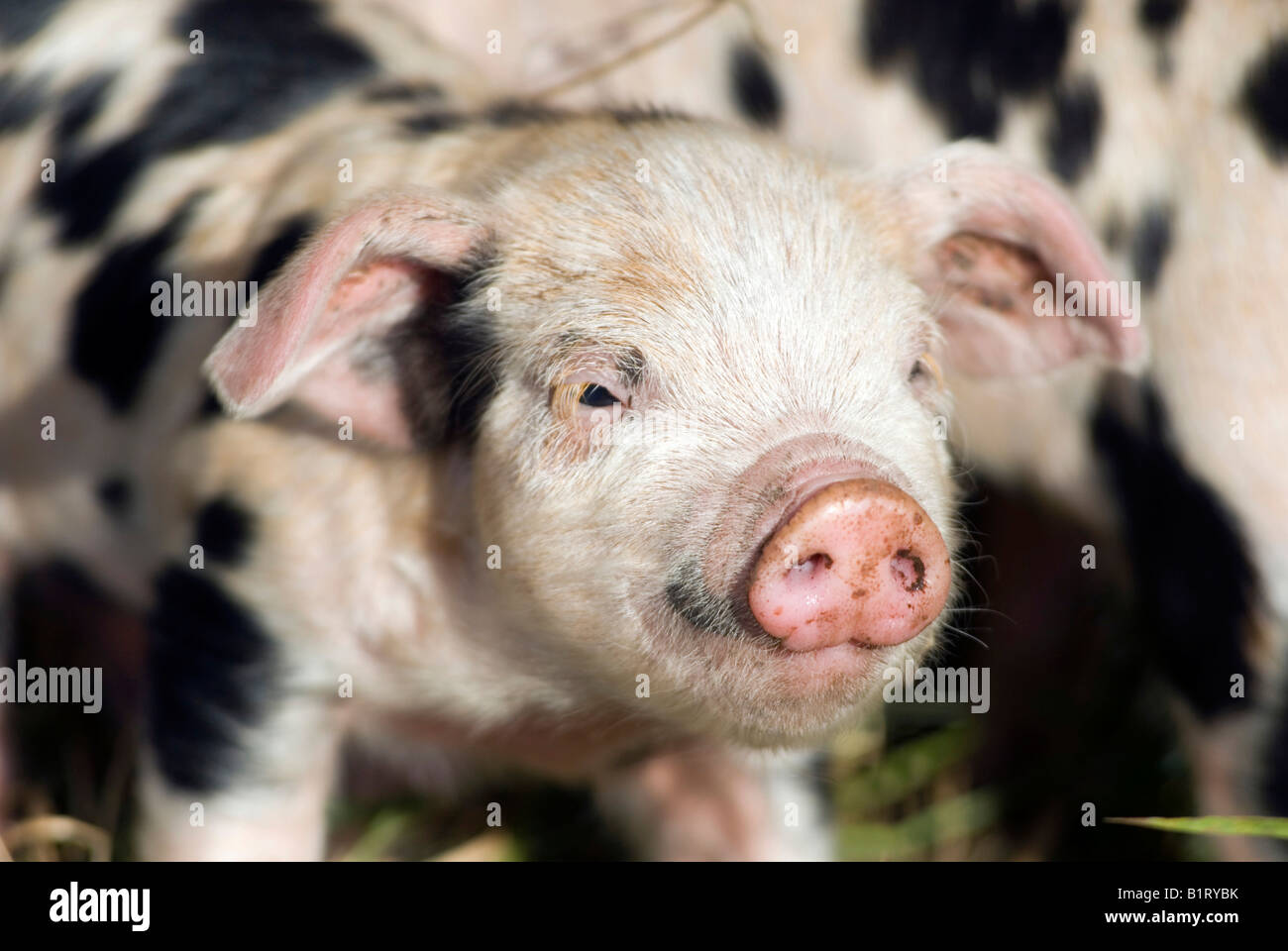 Piglet (Sus scrofa domestica), on an organic farm Stock Photo