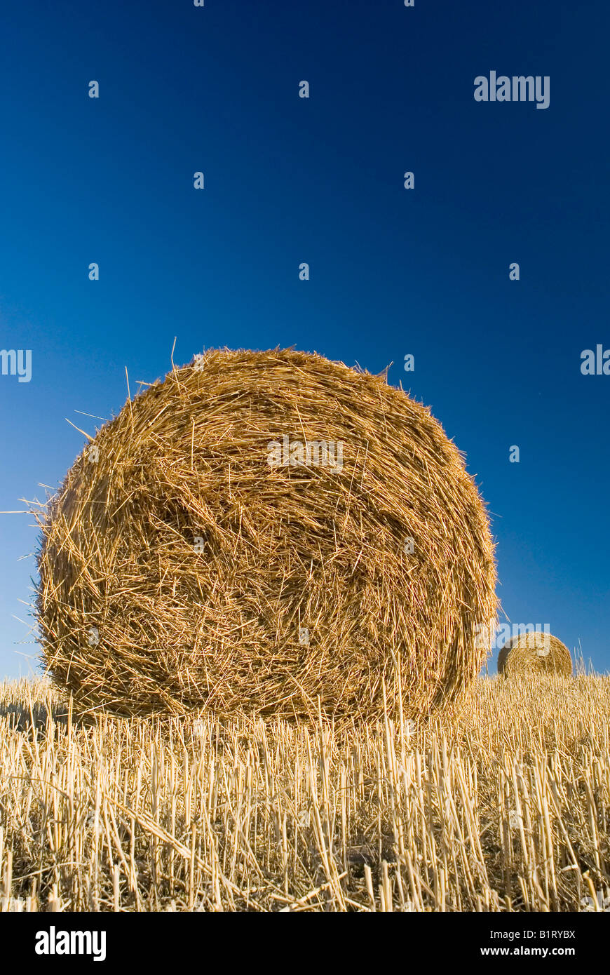 Bale of straw on a harvested field, Germany, Europe Stock Photo Alamy