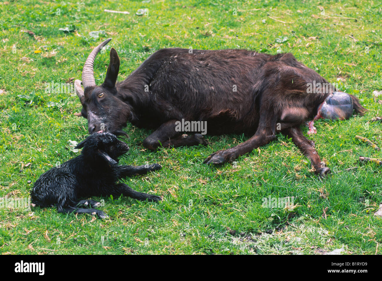 Goat birth, Goat (Capra hircus hircus), Schwaz, North Tyrol, Austria, Europe Stock Photo