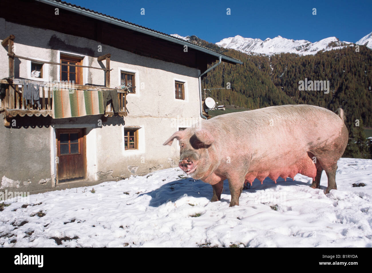 Domestic Pig (Sus scrofa domestica) in the mountains, South Tyrol, Italy, Europe Stock Photo