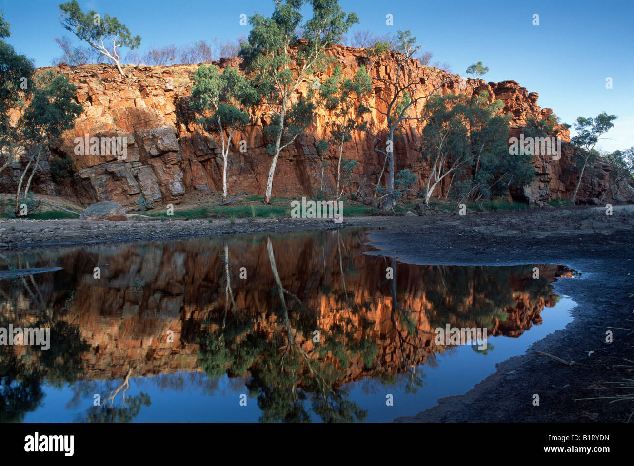 Ghost Gum (Eucalyptus papuana) and red rocks reflected, West Mac Donnells Ranges, Northern Territory, Australia Stock Photo