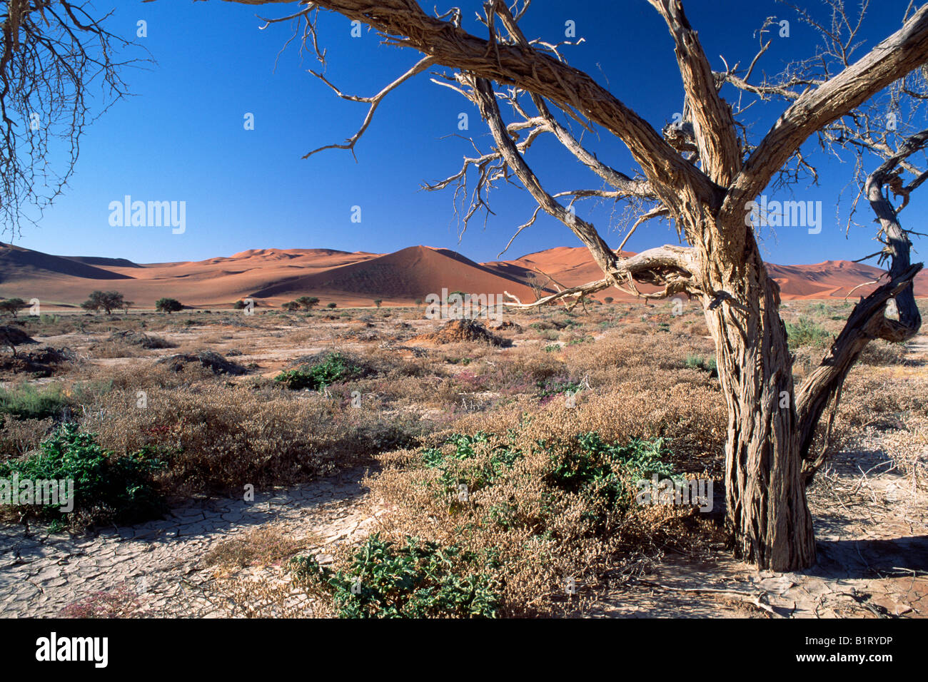 Camel Thorn or Giraffe Thorn (Acacia erioloba) in front of the Sossusvlei dunes in the Namibian desert, Namib-Naukluft National Stock Photo