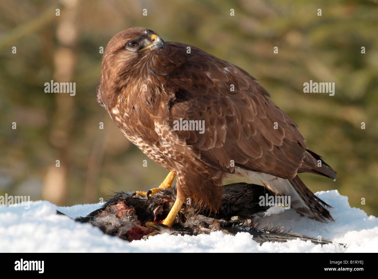 Common Buzzard Photos Hi res Stock Photography And Images Alamy common-buzzard-photos-hi-res-stock-photography-and-images-alamy