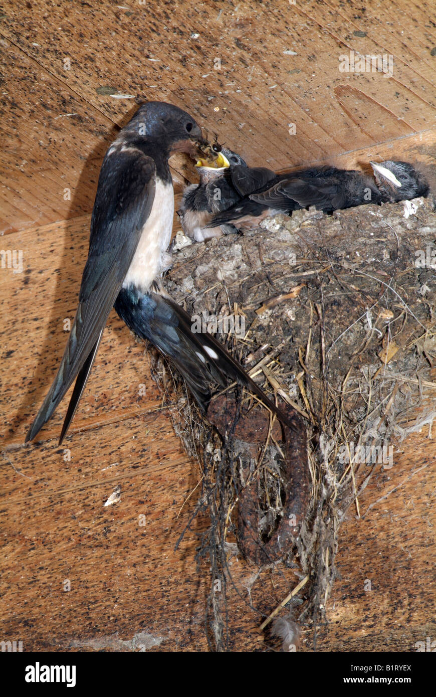 Barn Swallow (Hirundo rustica) feeding young in nest, Schwaz, Tyrol, Austria, Europe Stock Photo