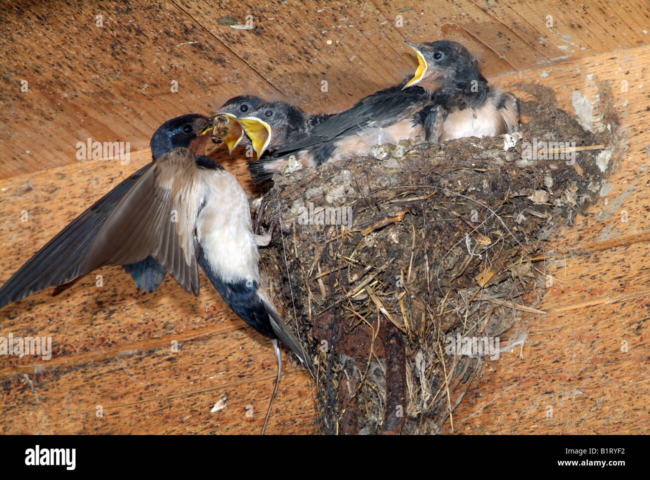 Barn Swallow (Hirundo rustica) feeding young in nest, Schwaz, Tyrol, Austria, Europe Stock Photo
