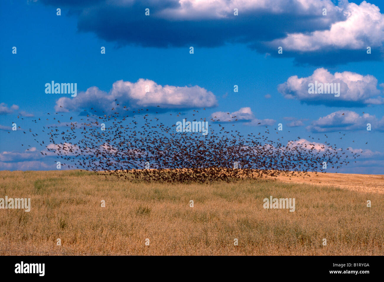 Swarm of Sparrows (Passeridae), Spain, Europe Stock Photo