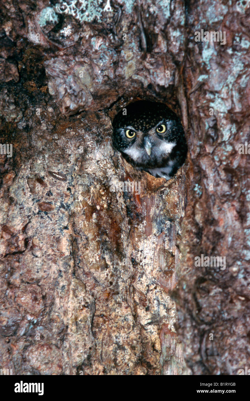 Eurasian Pygmy Owl (Glaucidium passerinum), Tyrol, Austria, Europe Stock Photo