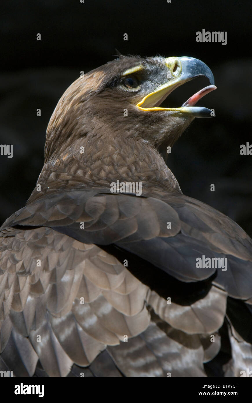 Golden Eagle (Aquila chrysaetos), Assling Wildlife Park, East Tyrol, Austria, Europe Stock Photo