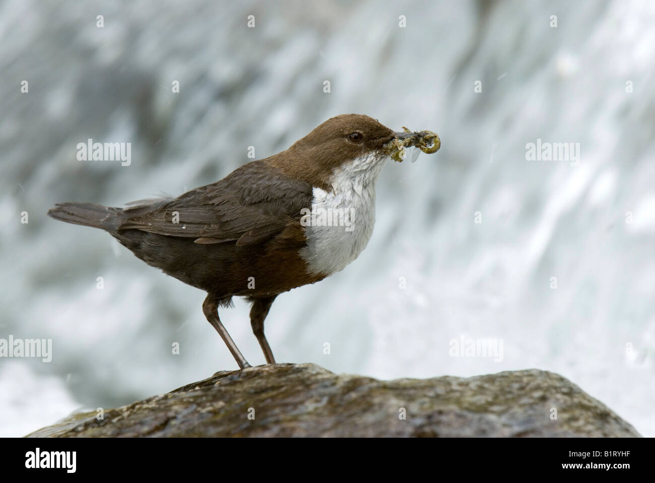 White-throated Dipper (Cinclus cinclus), Wolfsklamm, Stans, North Tyrol, Austria, Europe Stock Photo