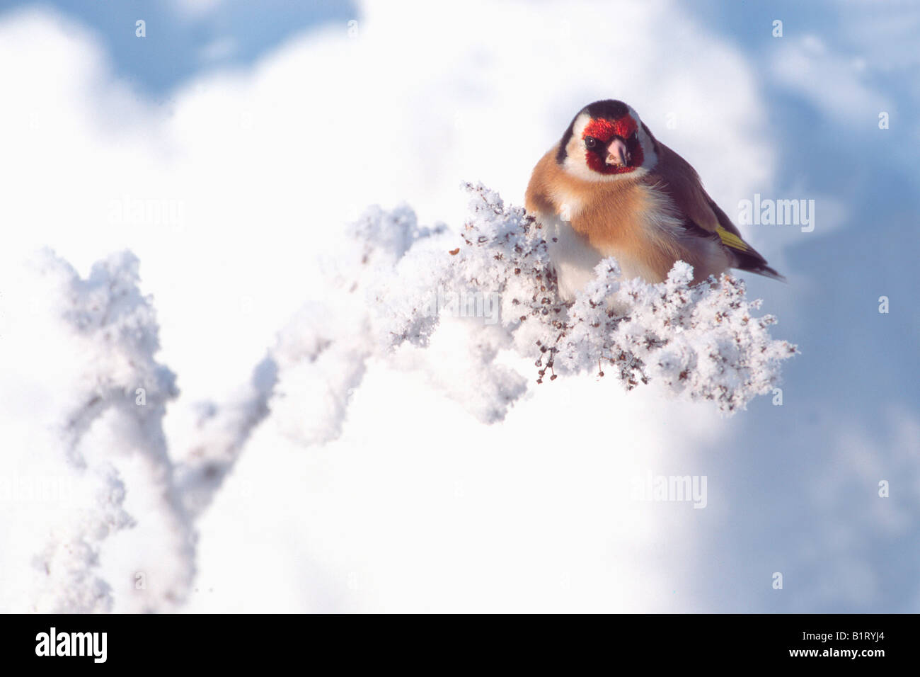 European Goldfinch (Carduelis carduelis), Schlitters, Zillertal Valley, Tyrol, Austria, Europe Stock Photo