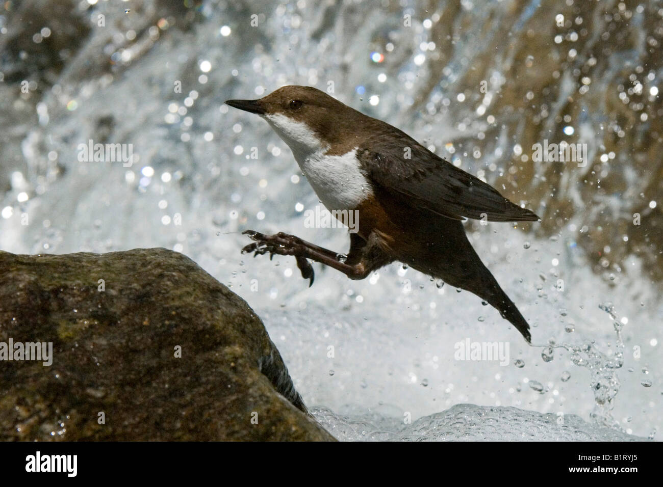 White-throated Dipper (Cinclus cinclus), Wolfsklamm Gorge, Stans, North Tyrol, Austria, Europe Stock Photo