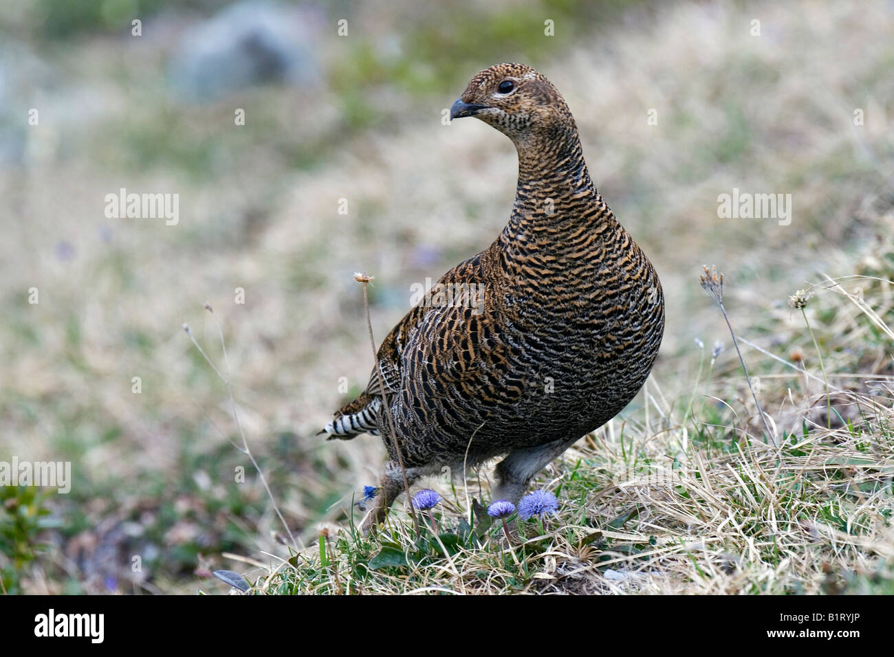 Black Grouse, Blackcock or Gray Hen (Lyrurus tetrix), Ladiz Alpine Pasture, Karwendel Range, Tyrol, Austria, Europe Stock Photo