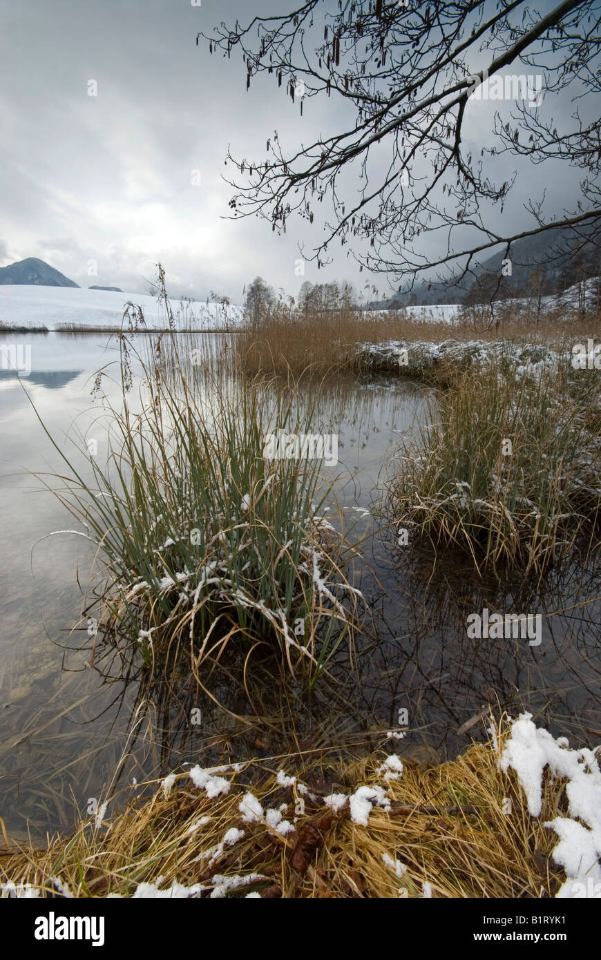 Lake Frauensee, Kramsach, Tyrol, Austria, Europe Stock Photo