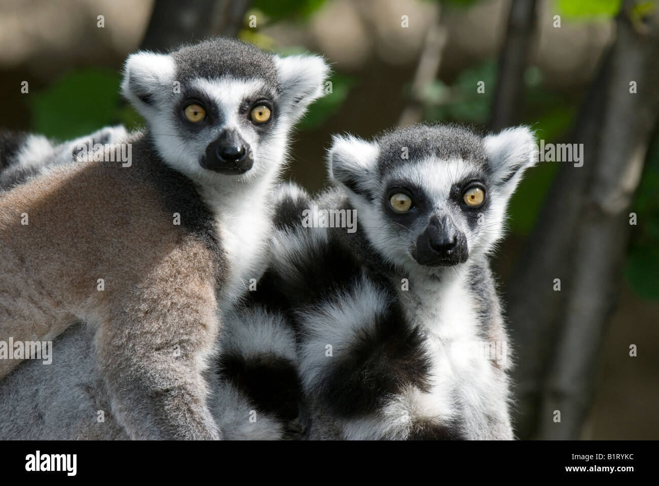 Ring-tailed Lemur (Lemur catta), Salzburg Zoo, Austria, Europe Stock Photo