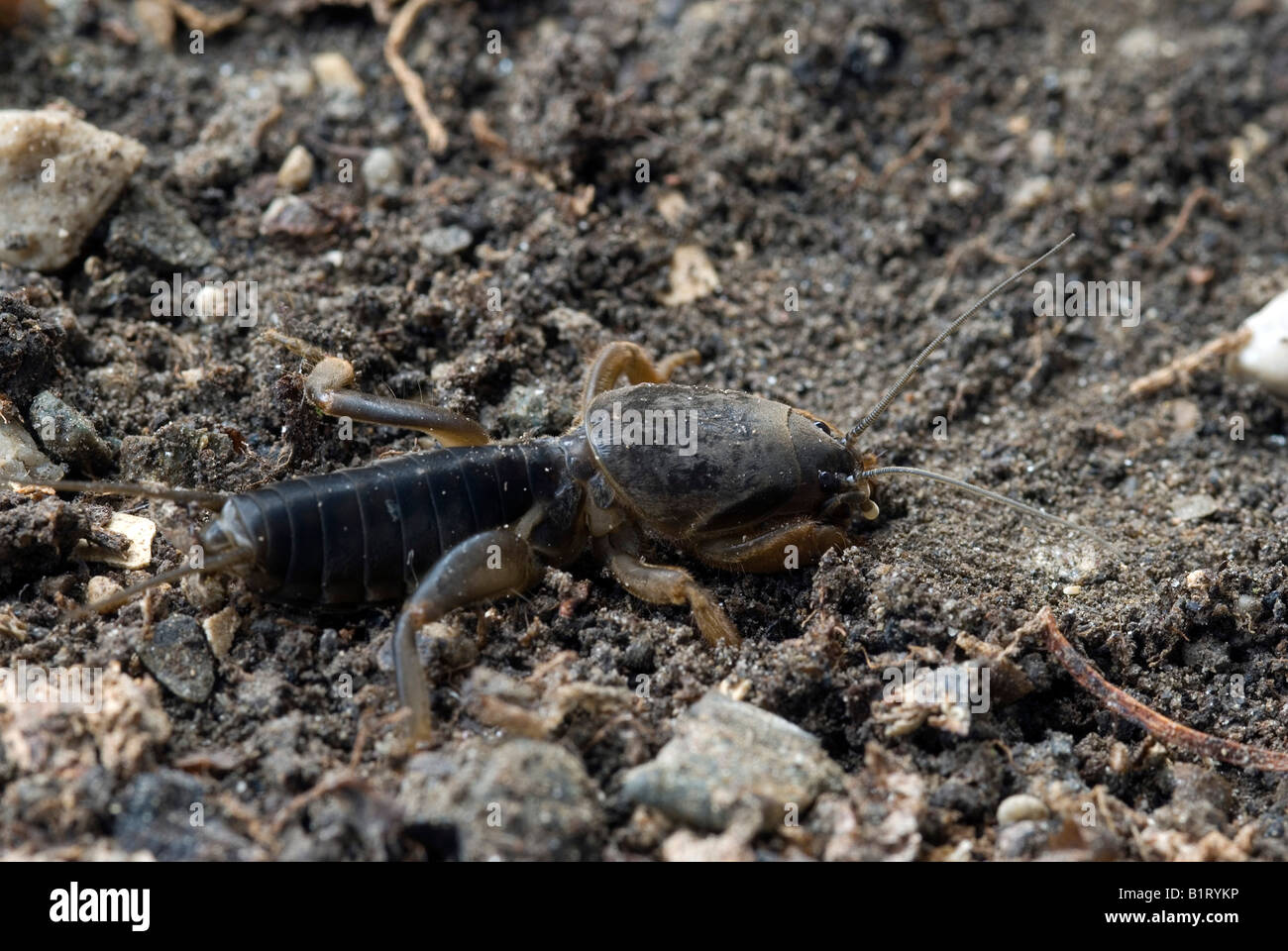 European Mole Cricket (Gryllotalpa gryllotalpa), Schwaz, Tyrol, Austria, Europe Stock Photo