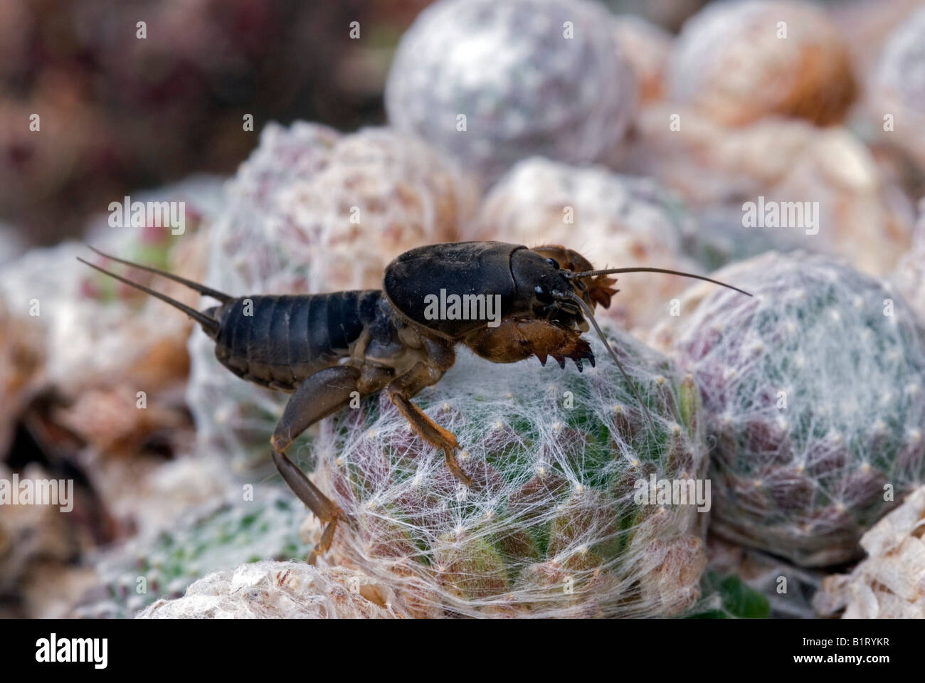 European Mole Cricket (Gryllotalpa gryllotalpa), Schwaz, Tyrol, Austria, Europe Stock Photo