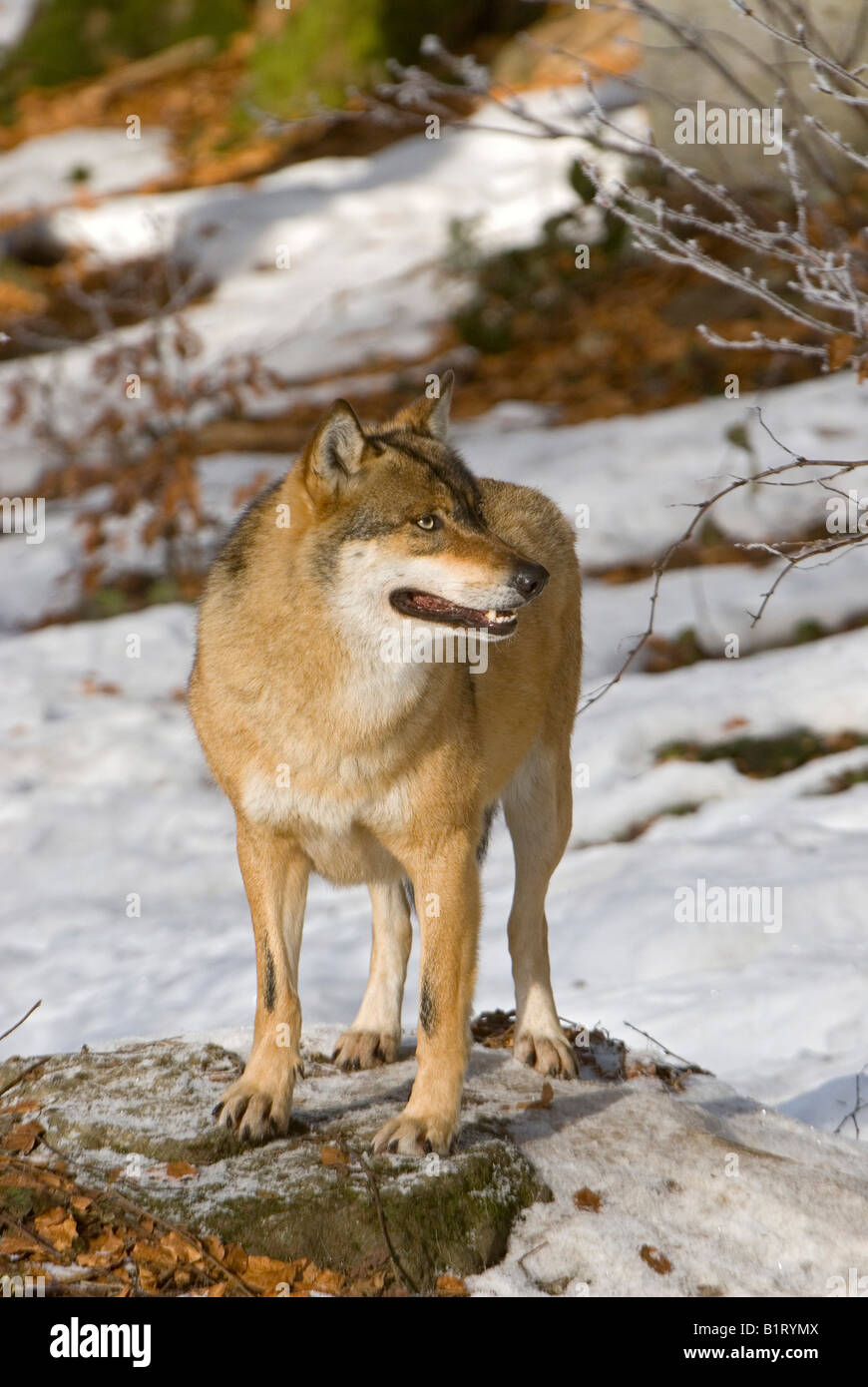Gray Wolf or Timber Wolf (Canis lupus), Bavarian Forest National Park ...