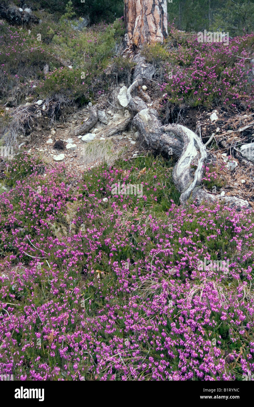 Scots Pine (Pinus sylvestris), Winter Heath (Erica herbacea), Mieminger Plateau, Wildermieming, Tyrol, Austria, Europe Stock Photo