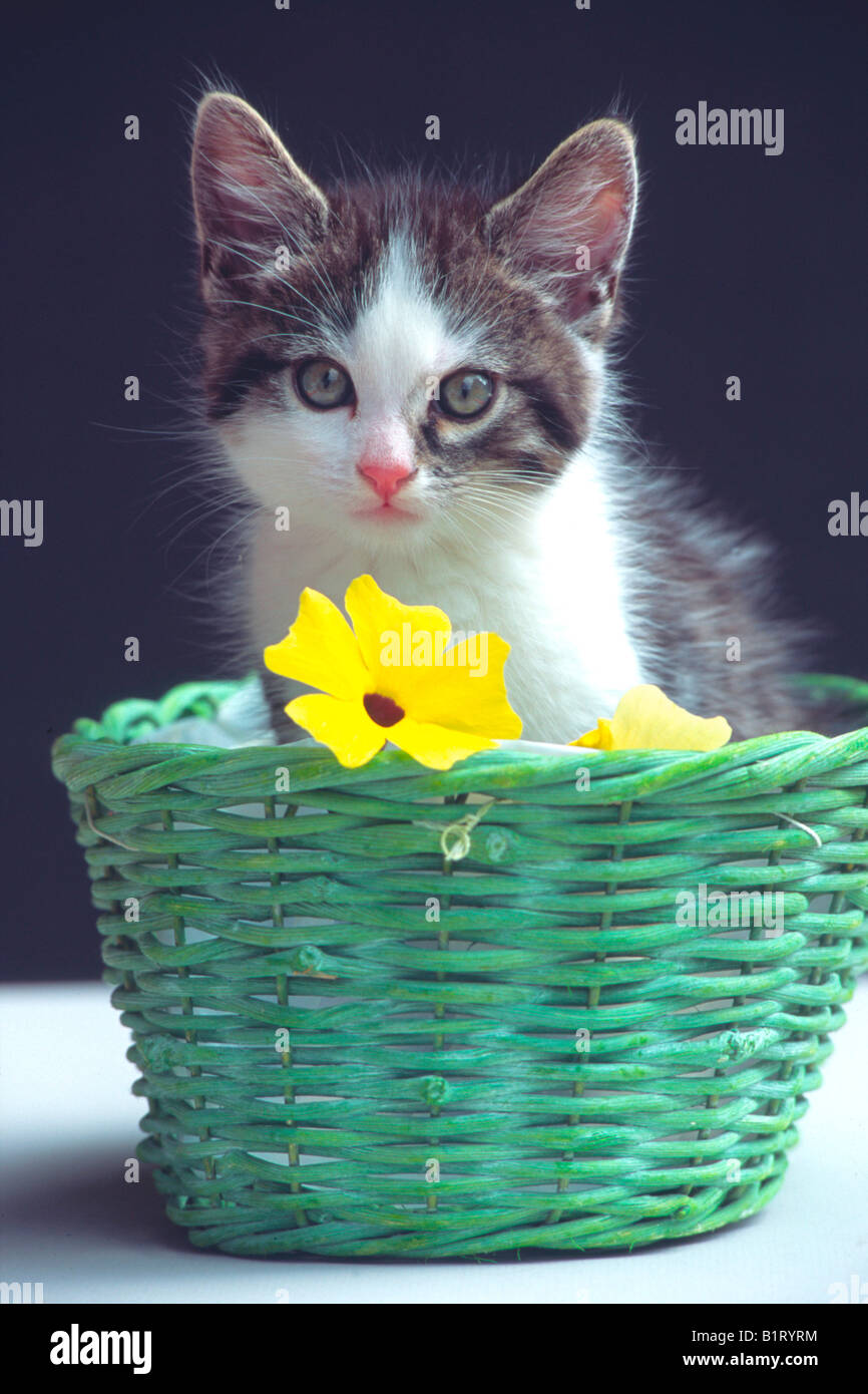 Kitten in a basket (Felis silvestris f. catus) Stock Photo