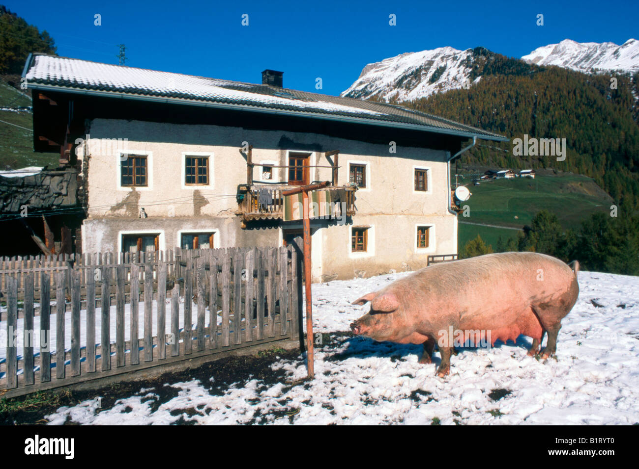 Domestic pig (Sus scrofa domestica), Bolzano-Bozen, Italy, Europe Stock Photo