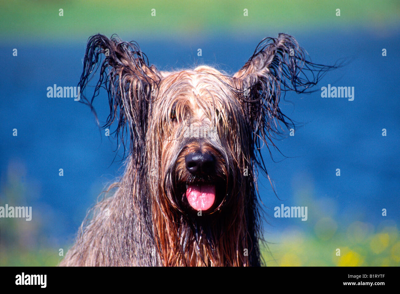 Wet dog, Seefeld, Tyrol, Austria, Europe Stock Photo