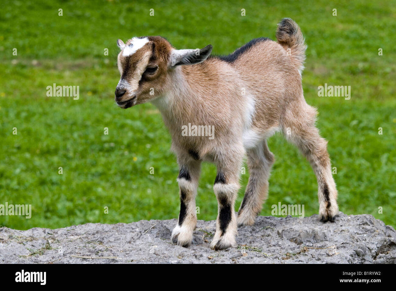 Pygmy Goat (Capra hircus), Eng-Alm, Eng Alp, Karwendel Range, Austria ...