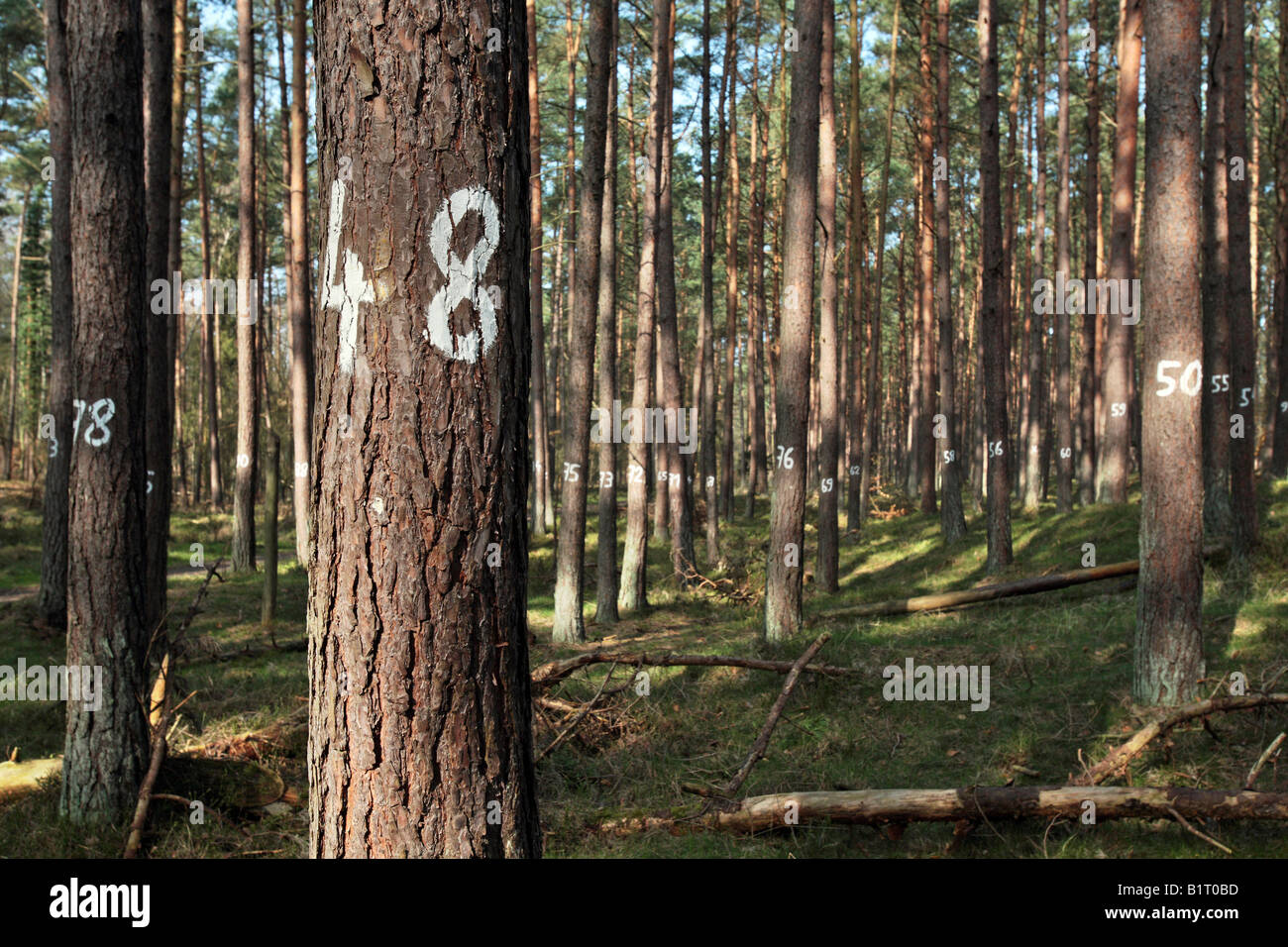 Numbered trees in Darsswald, Darss Forest, forestry, Nationalpark Vorpommersche Boddenlandschaft, Western Pomerania Lagoon Area Stock Photo