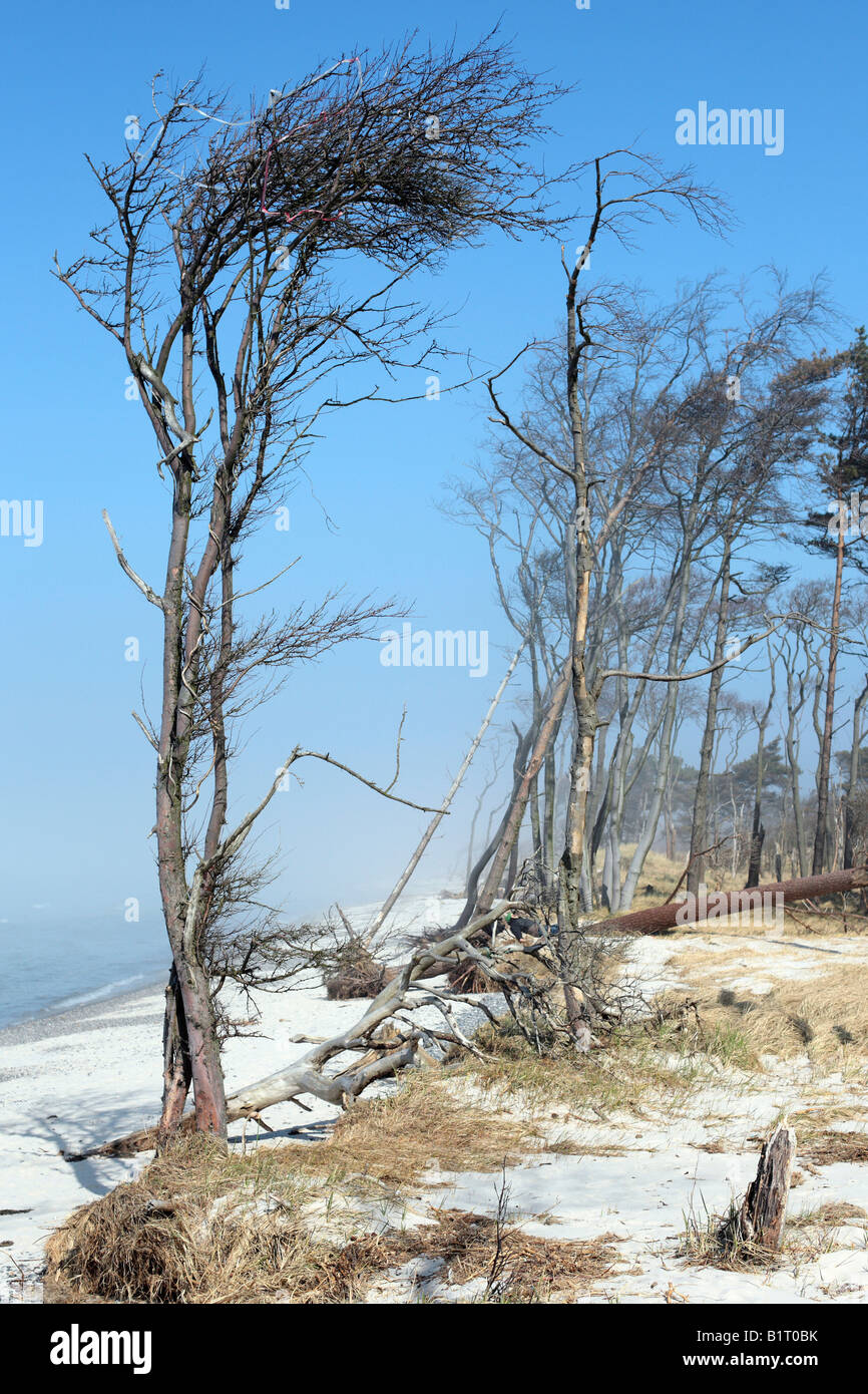 Windswept trees along the Baltic Sea coast, Prerow western beach, on Darss, Nationalpark Vorpommersche Boddenlandschaft, Wester Stock Photo