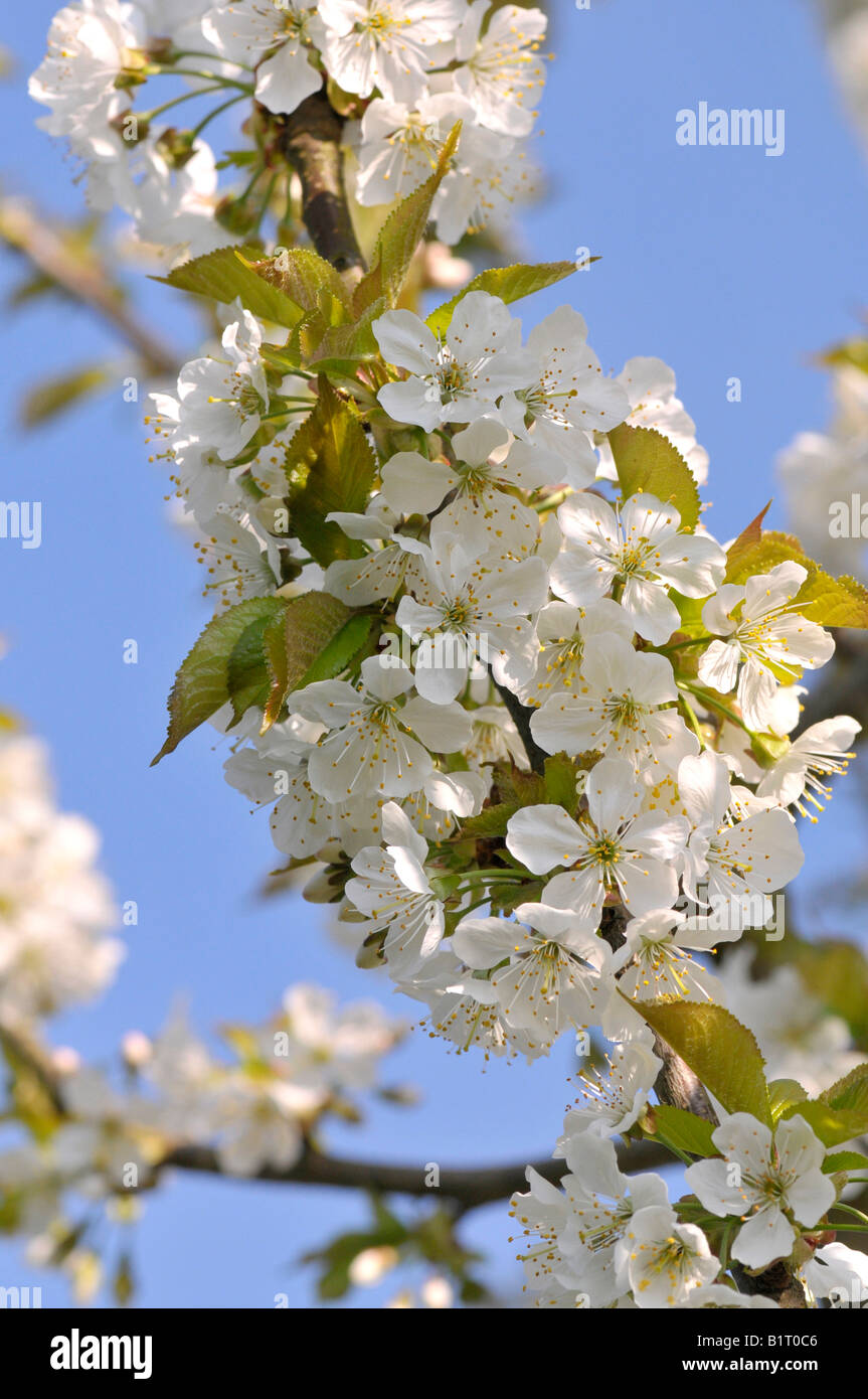 White cherry blossoms photos hi-res stock photography and images - Alamy