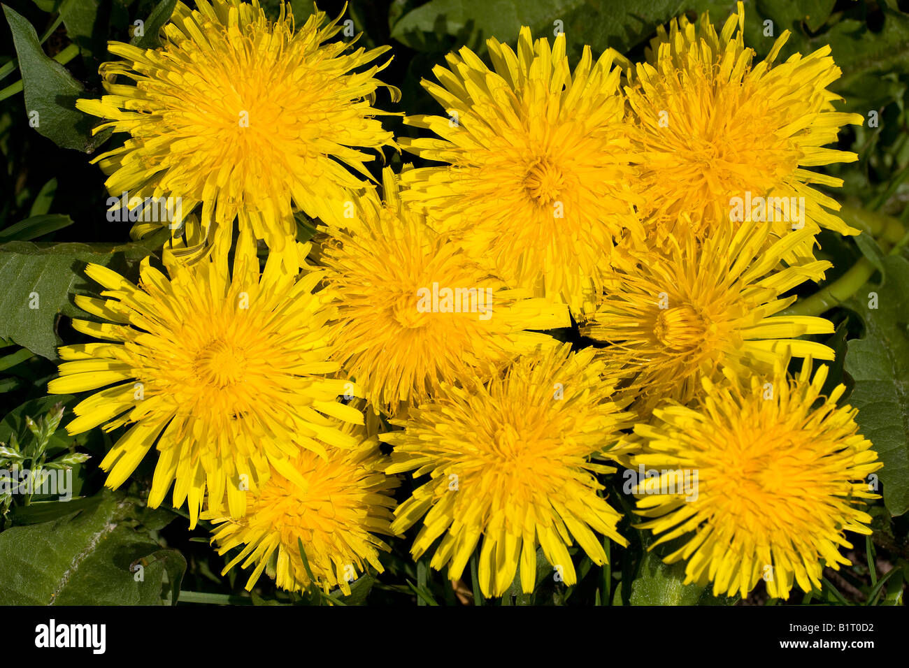 Common Dandelion (Taraxacum Officinale) In Bloom, Medicinal Plant Stock ...