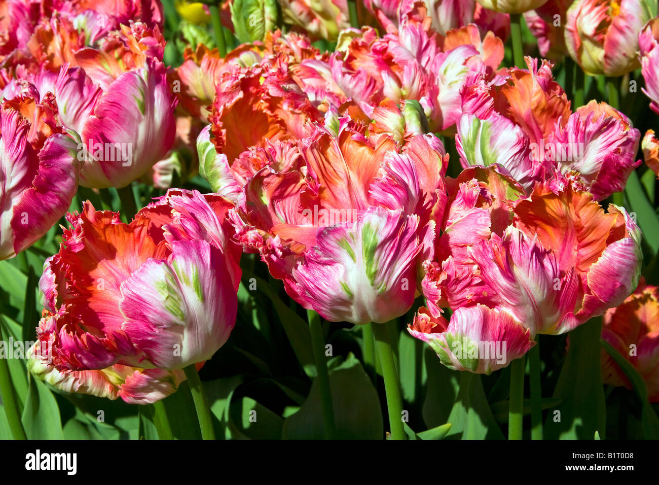 Tulipa Spec High Resolution Stock Photography and Images - Alamy